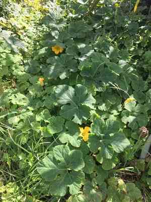 Malabar gourd(Cucurbita ficifolia)