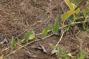 Buffalo gourd(Cucurbita foetidissima)