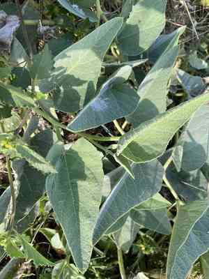 Buffalo gourd(Cucurbita foetidissima)
