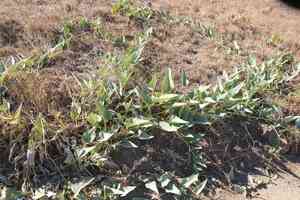 Buffalo gourd(Cucurbita foetidissima)