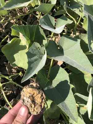 Buffalo gourd(Cucurbita foetidissima)