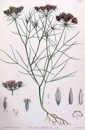 Cumin(Cuminum cyminum)