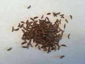 Cumin(Cuminum cyminum)