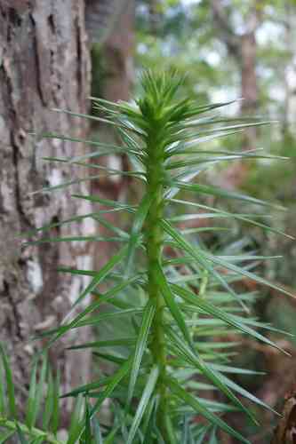 China fir(Cunninghamia lanceolata)