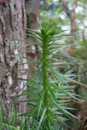 China fir(Cunninghamia lanceolata)