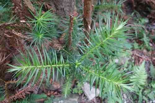 China fir(Cunninghamia lanceolata)