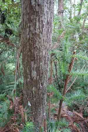 China fir(Cunninghamia lanceolata)