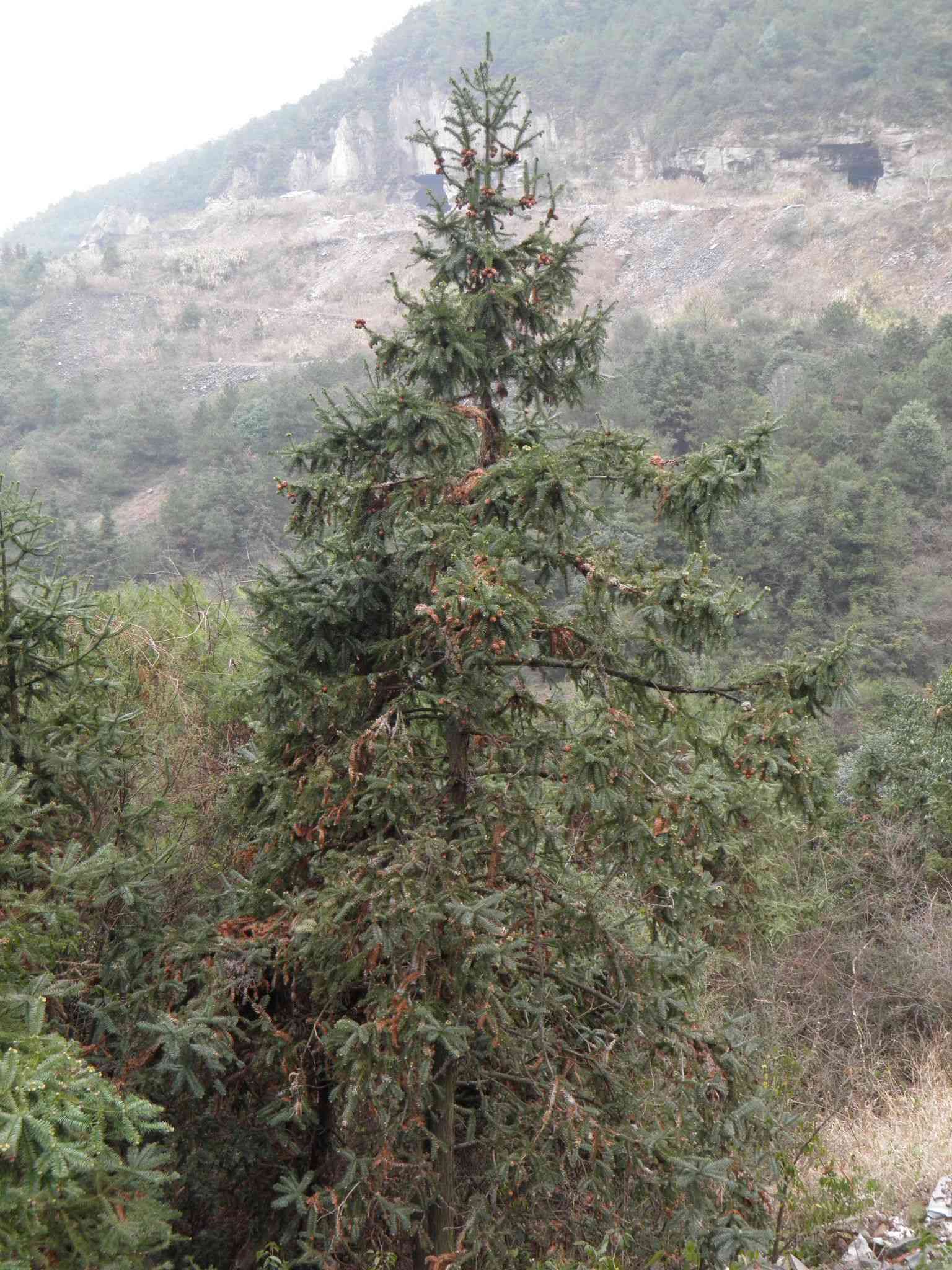 China fir(Cunninghamia lanceolata)