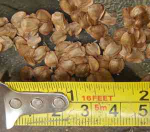 China-fir (Cunninghamia)(Cunninghamia)