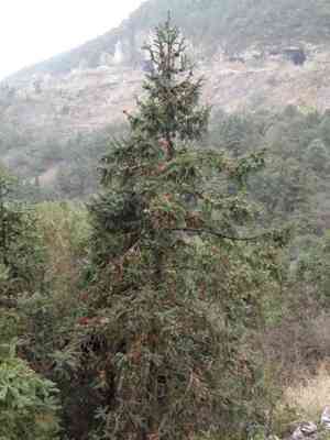China-fir (Cunninghamia)(Cunninghamia)