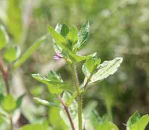 Colombian waxweed(Cuphea carthagenensis)
