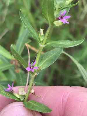 Colombian waxweed(Cuphea carthagenensis)