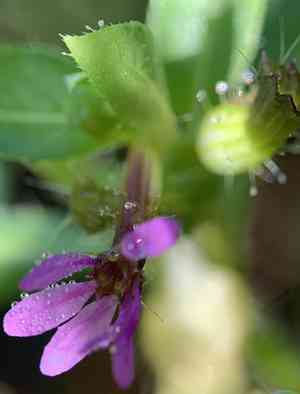 Colombian waxweed(Cuphea carthagenensis)
