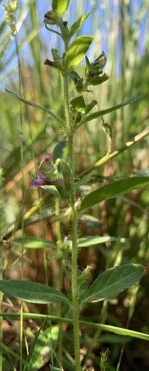 Colombian waxweed(Cuphea carthagenensis)