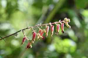 Cigar plant(Cuphea hookeriana)