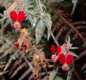 Cigar plant(Cuphea hookeriana)