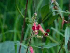 Cigar plant(Cuphea hookeriana)