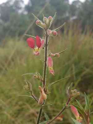Cigar plant(Cuphea hookeriana)