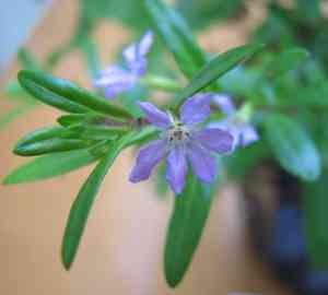 False heather(Cuphea hyssopifolia)