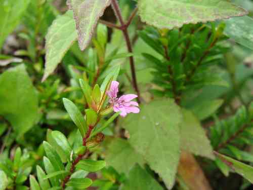 False heather(Cuphea hyssopifolia)