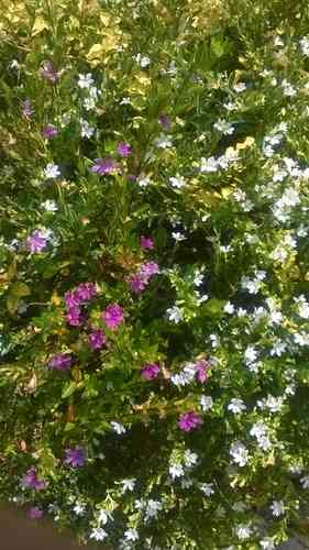 False heather(Cuphea hyssopifolia)