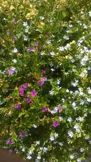 False heather(Cuphea hyssopifolia)