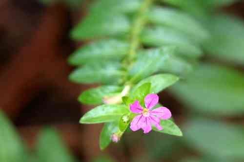 False heather(Cuphea hyssopifolia)