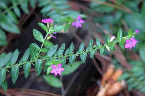 False heather(Cuphea hyssopifolia)