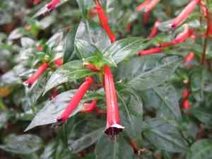 Cigar plant(Cuphea ignea)