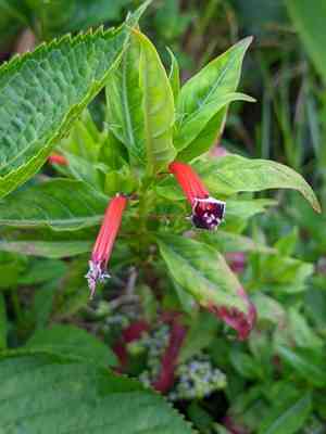 Cigar plant(Cuphea ignea)