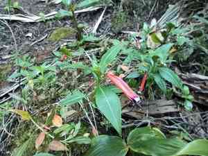 Cigar plant(Cuphea ignea)