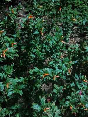 Cigar plant(Cuphea ignea)