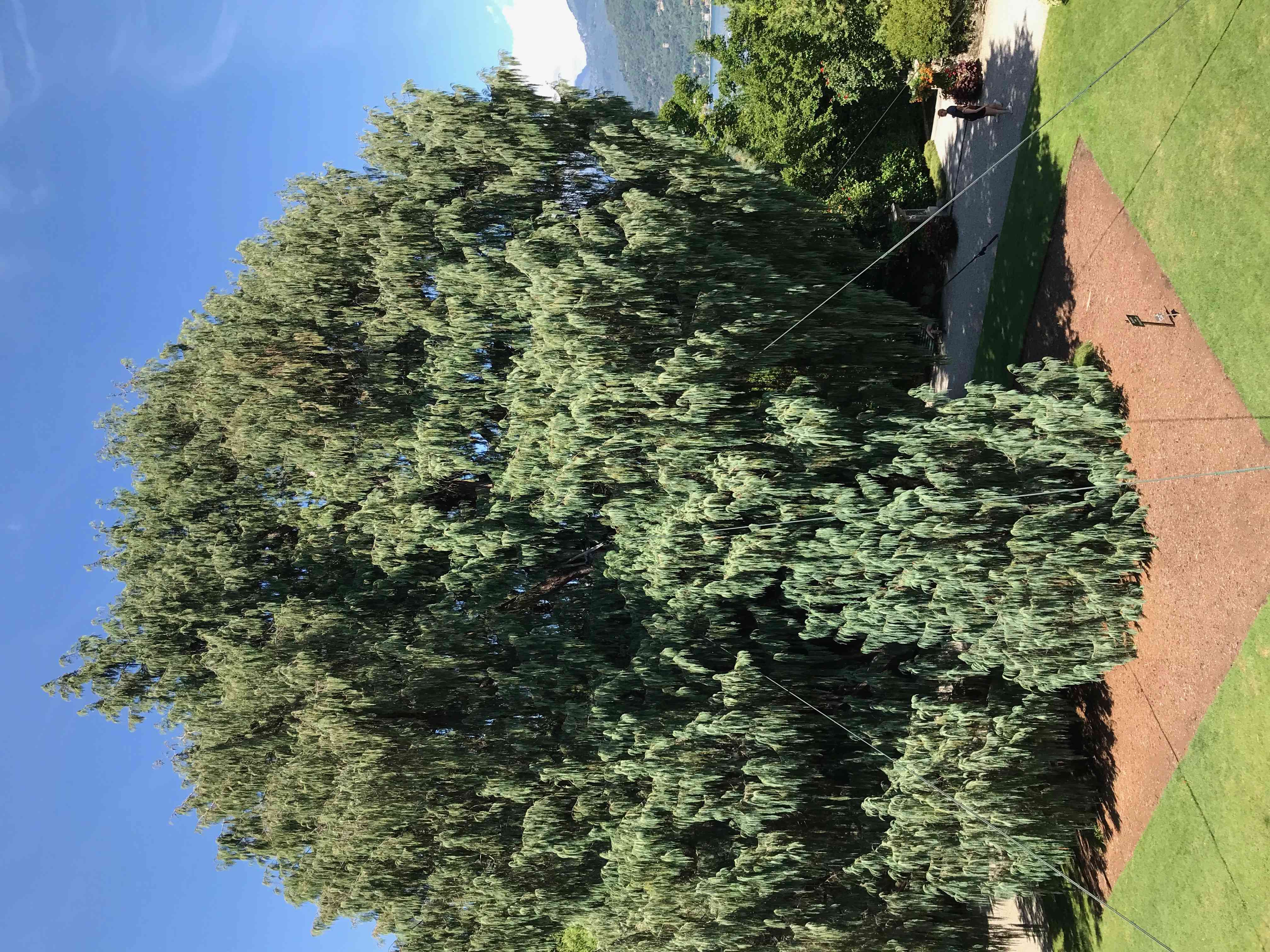 Kashmir cypress(Cupressus cashmeriana)