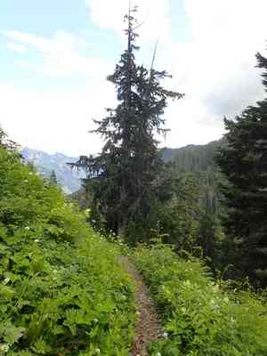 Nootka Cypress(Cupressus nootkatensis)