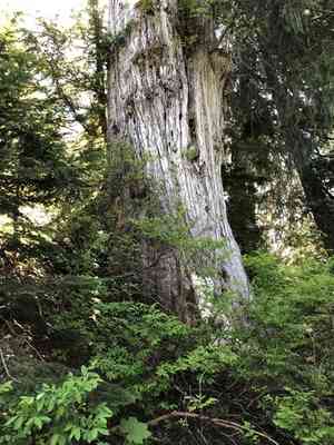 Nootka Cypress(Cupressus nootkatensis)