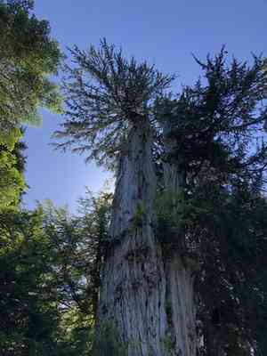Nootka Cypress(Cupressus nootkatensis)