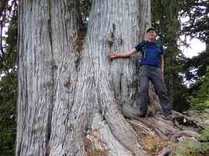 Nootka Cypress(Cupressus nootkatensis)