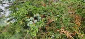 Himalayan cypress(Cupressus torulosa)