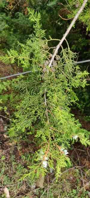 Himalayan cypress(Cupressus torulosa)