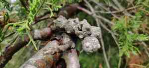 Himalayan cypress(Cupressus torulosa)