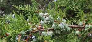 Himalayan cypress(Cupressus torulosa)