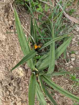 Golden eye-grass(Curculigo orchioides)