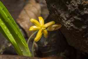 Golden eye-grass(Curculigo orchioides)