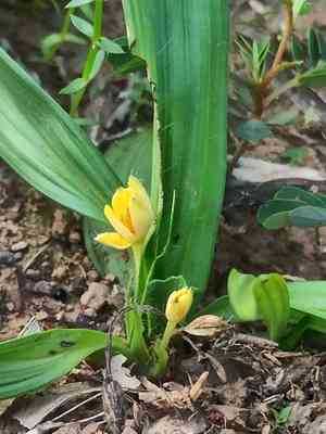 Golden eye-grass(Curculigo orchioides)