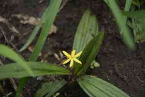 Golden eye-grass(Curculigo orchioides)
