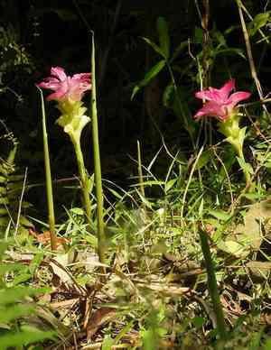 Aromatic tumeric or curcuma(Curcuma aromatica)