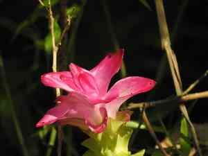 Aromatic tumeric or curcuma(Curcuma aromatica)