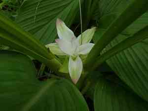 Aussie plume(Curcuma australasica)