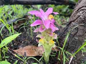Aussie plume(Curcuma australasica)