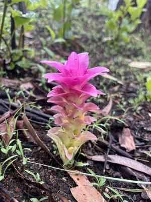 Aussie plume(Curcuma australasica)